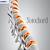 Notochord definition: Definition, Types, Structure, Coelomic Cavity, Function